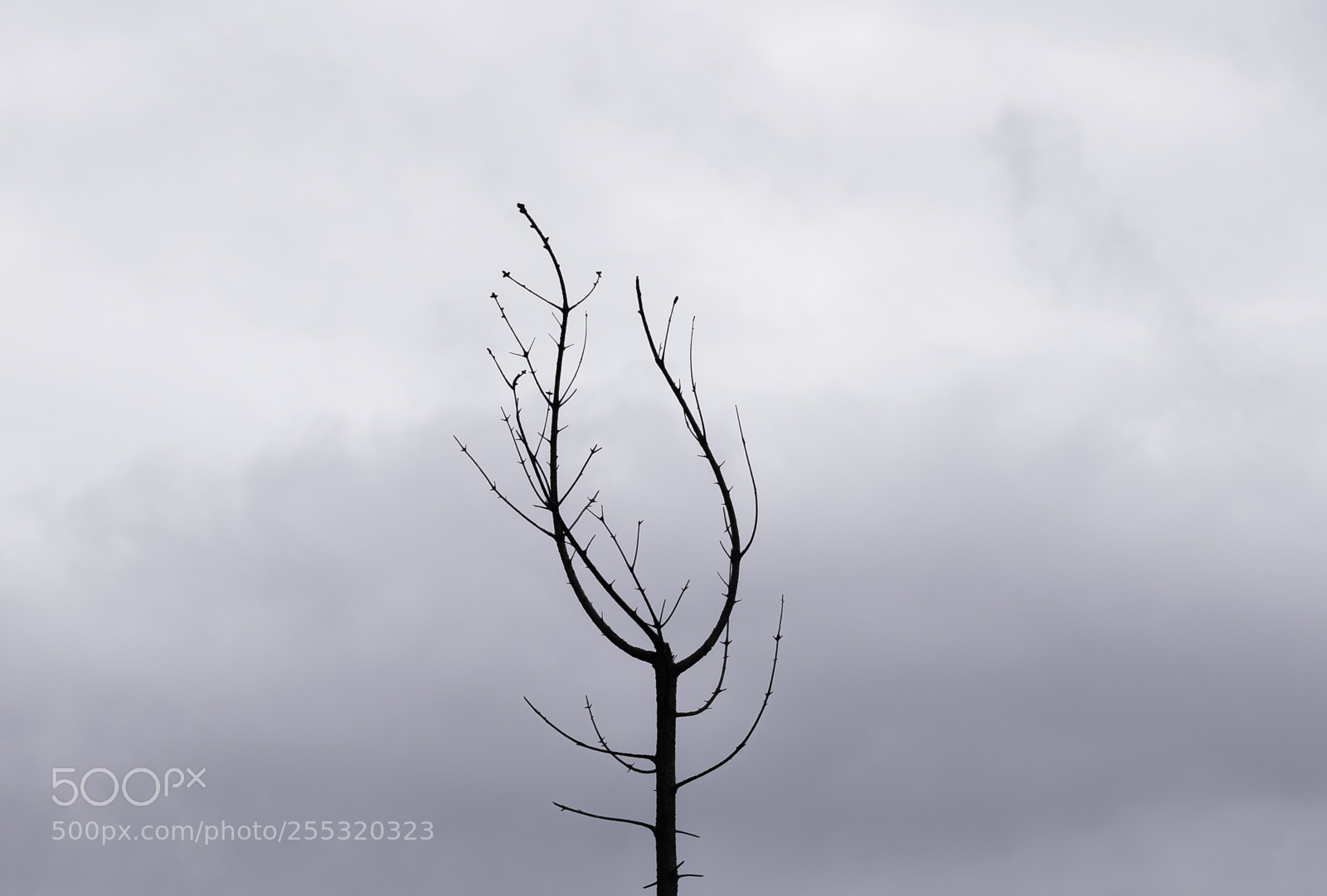 Nikon D5300 sample photo. Nature o photography