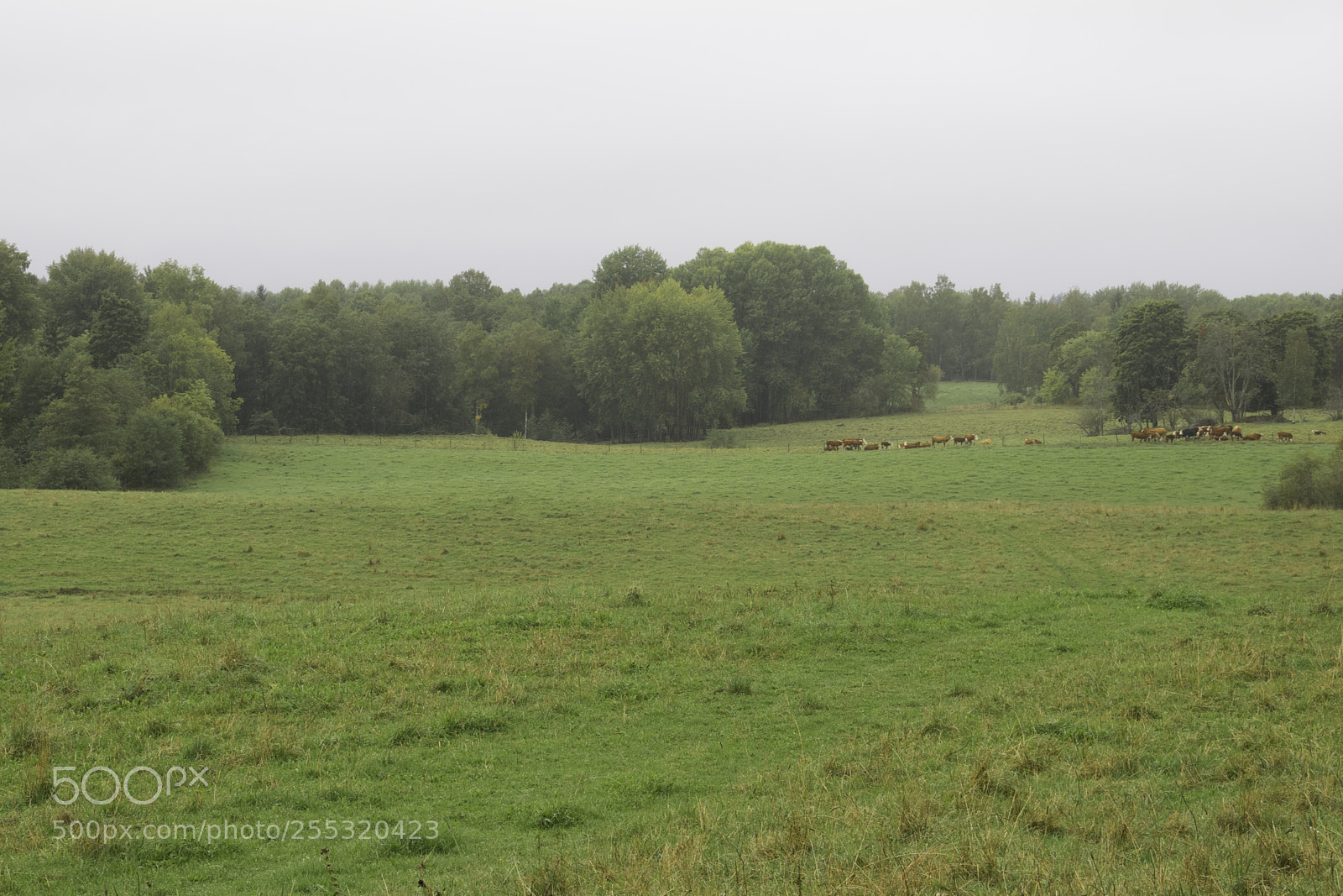Nikon D5300 sample photo. Nature o photography