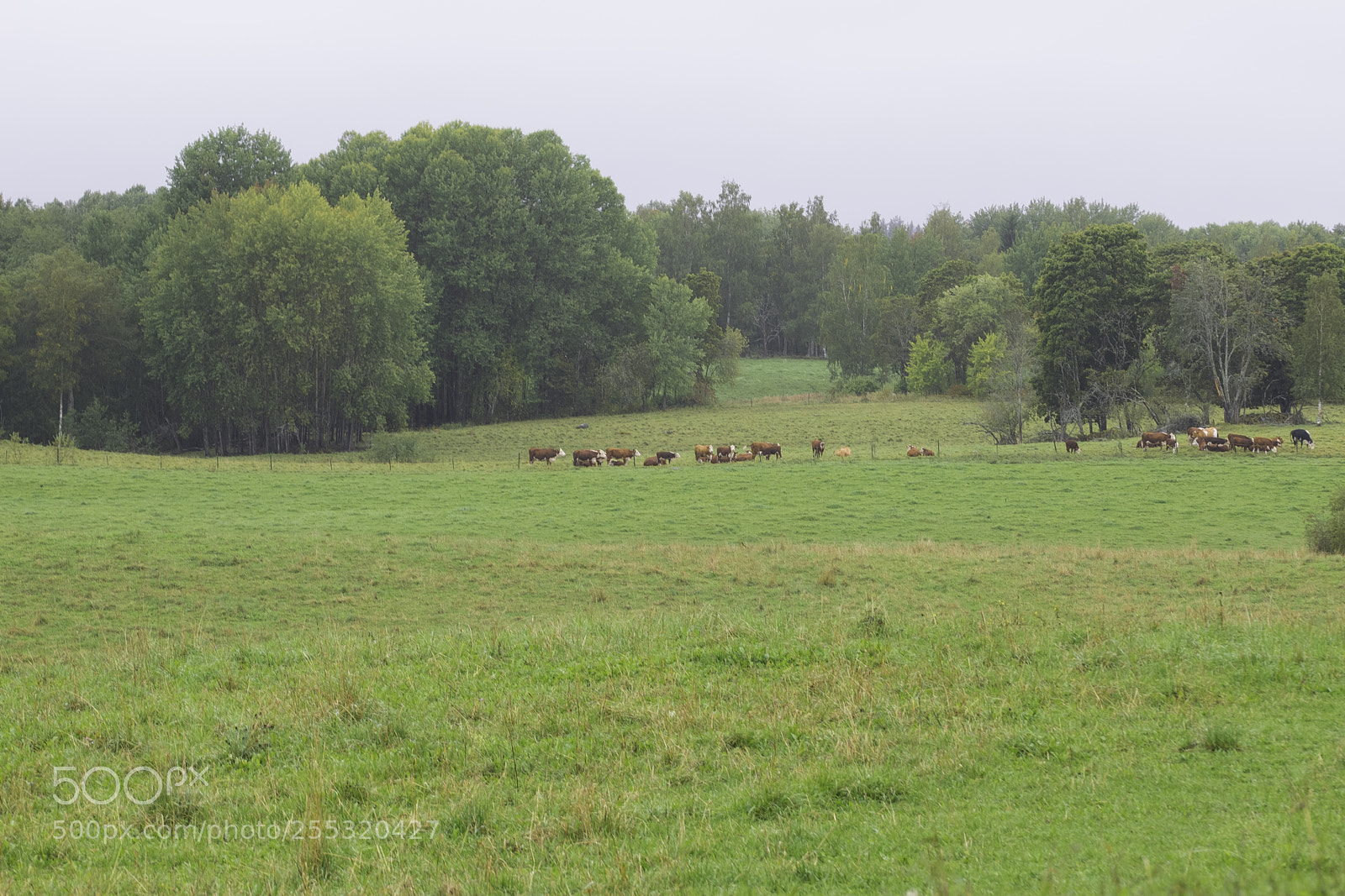 Nikon D5300 sample photo. Nature o photography