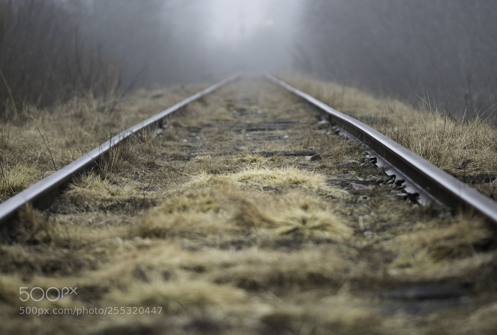 Nikon D5300 sample photo. Travelling into the morningmist photography