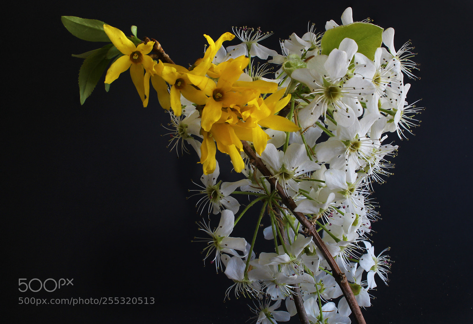 Canon EOS 1300D (EOS Rebel T6 / EOS Kiss X80) sample photo. Brad and cynthia photography