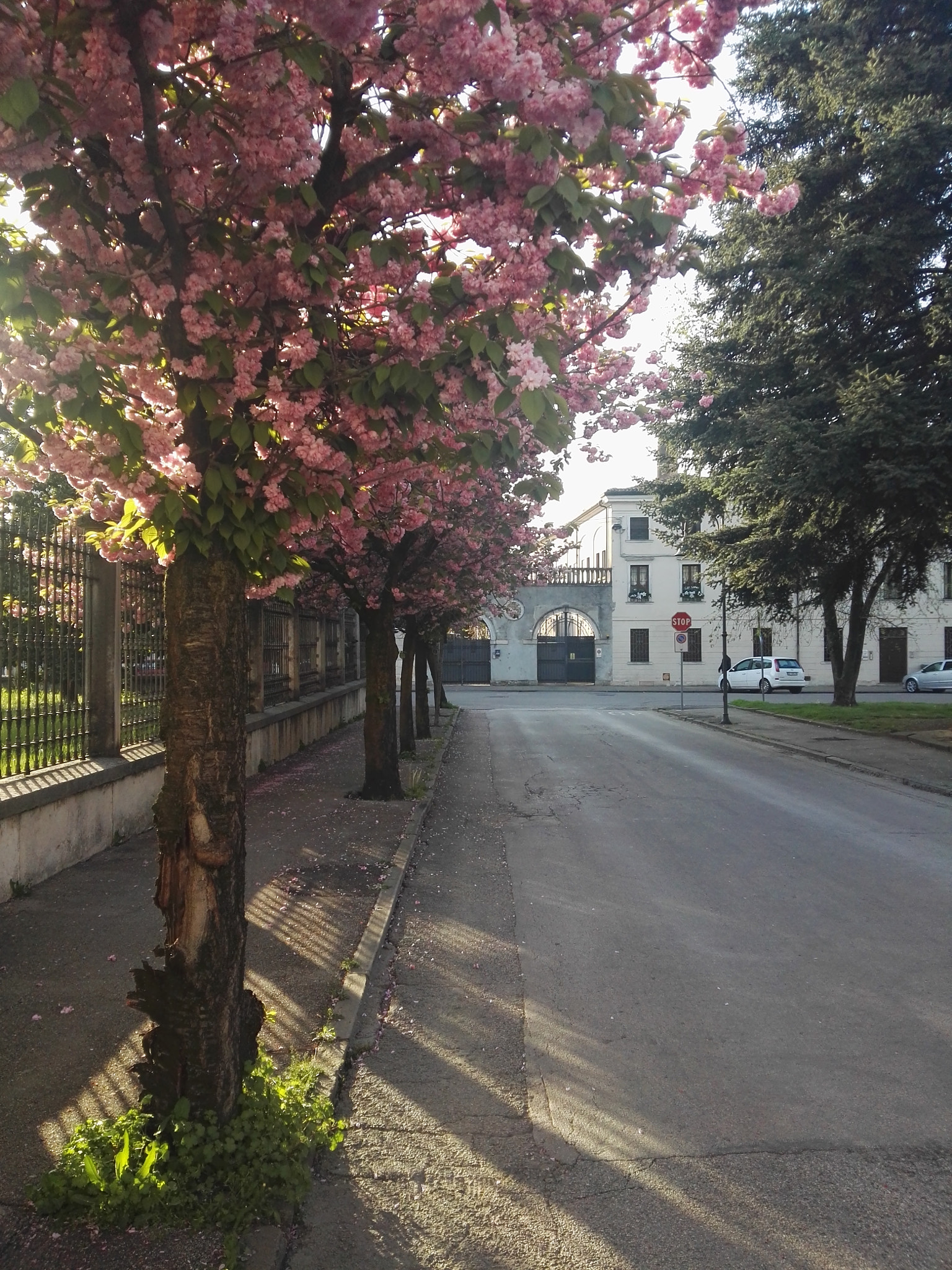 HUAWEI P8 sample photo