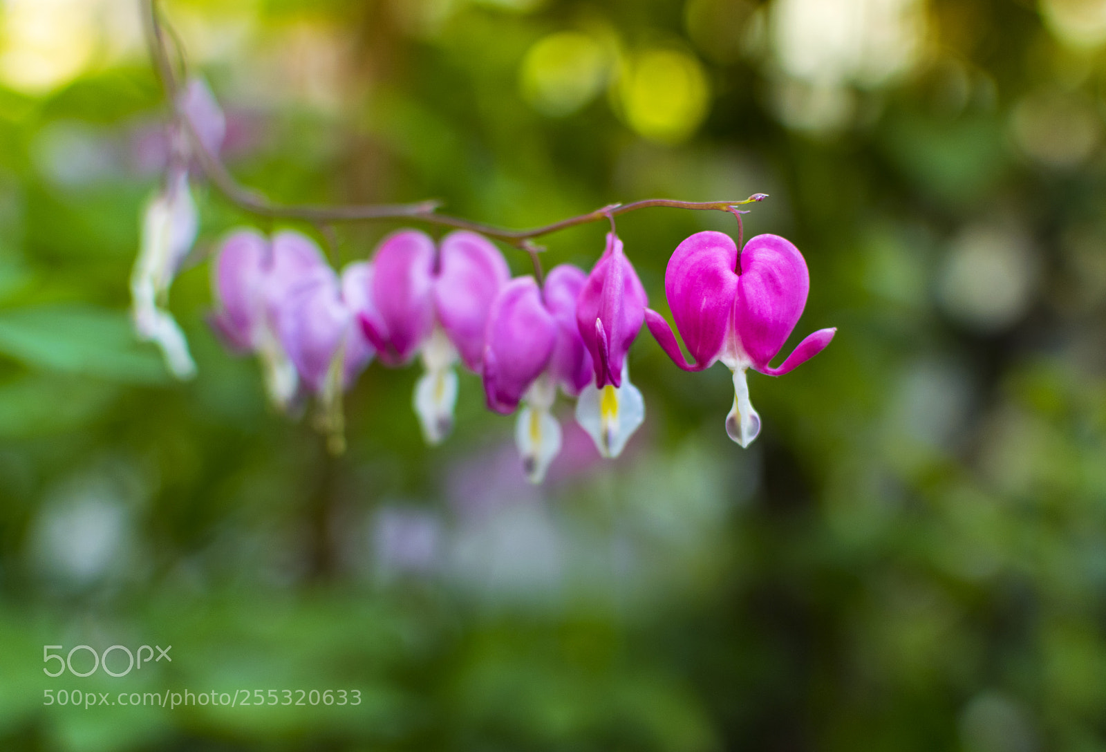 Nikon D3300 sample photo. Pink bleeding heart flowers photography