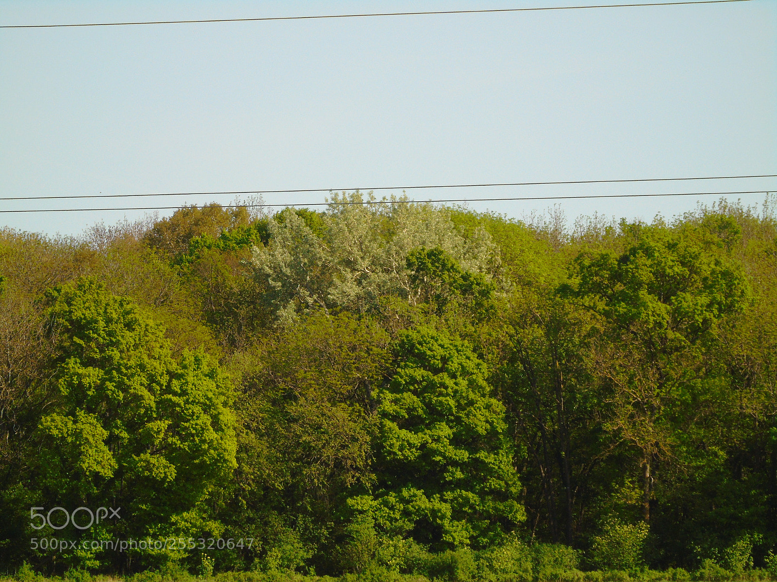 Sony Cyber-shot DSC-H400 sample photo. A wonderful living nature photography