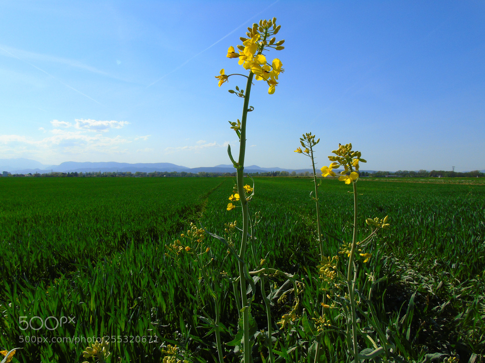 Sony Cyber-shot DSC-H400 sample photo. A wonderful living nature photography