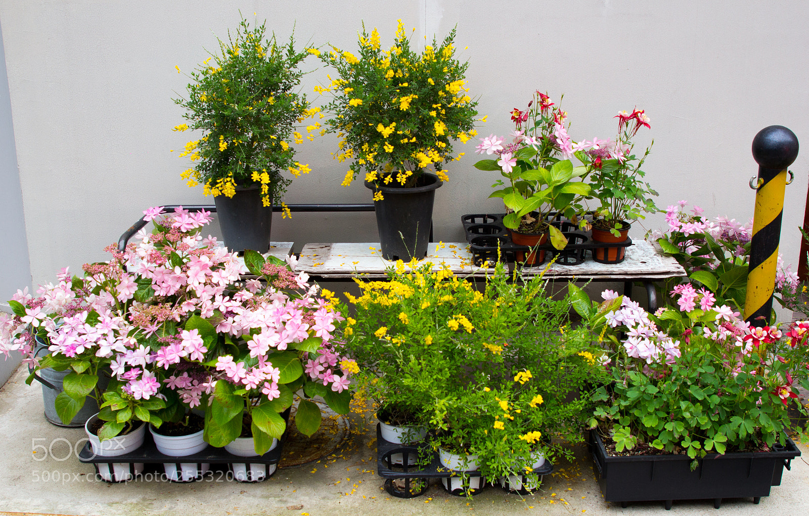 Canon EOS 60D sample photo. Flowers on the ground photography