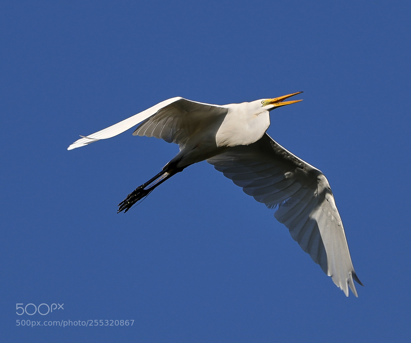 Canon EOS-1D X Mark II sample photo. 04-26-18-0014703.jpg photography