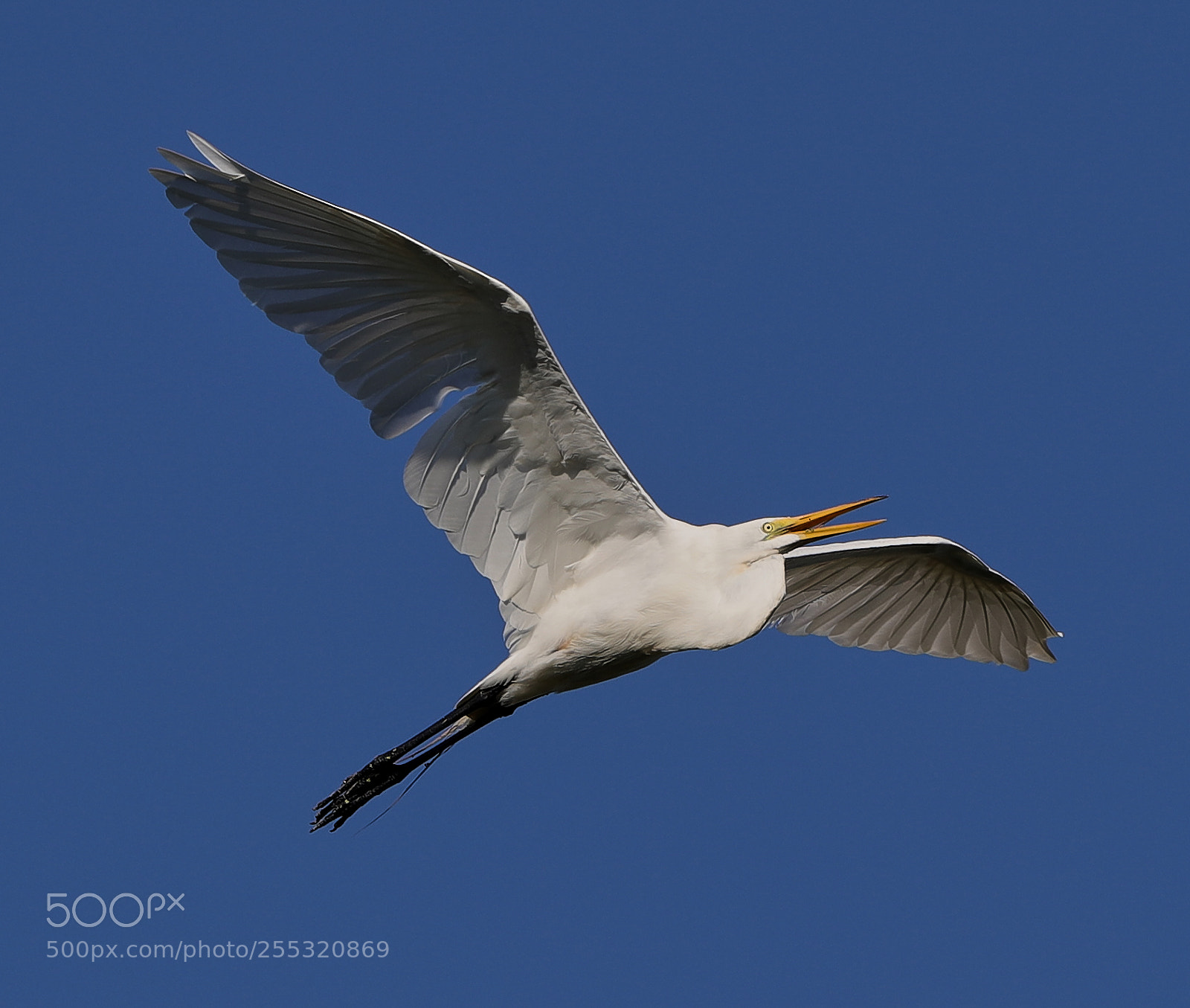 Canon EOS-1D X Mark II sample photo. 04-26-18-0014702.jpg photography