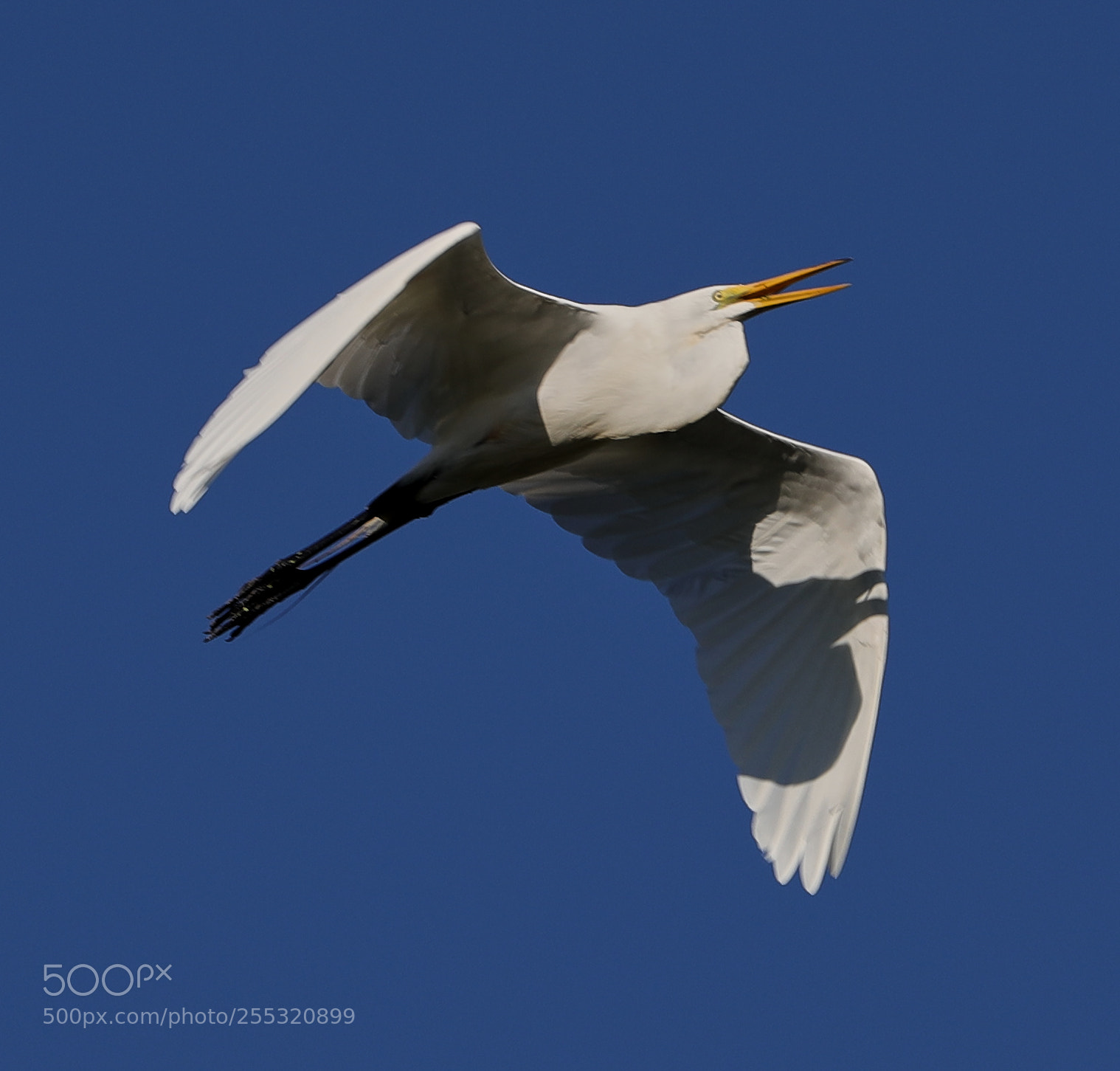 Canon EOS-1D X Mark II sample photo. 04-26-18-0014701.jpg photography