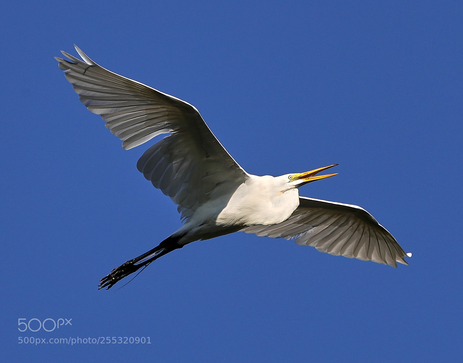 Canon EOS-1D X Mark II sample photo. 04-26-18-0014700.jpg photography