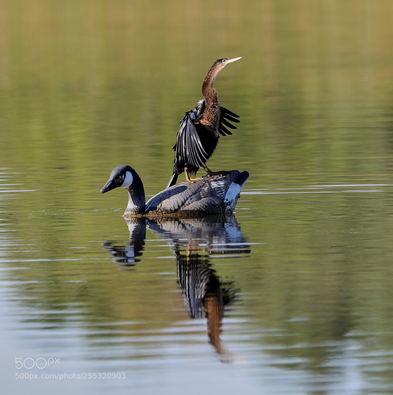 Canon EOS-1D X Mark II sample photo. 04-26-18-0014684.jpg photography