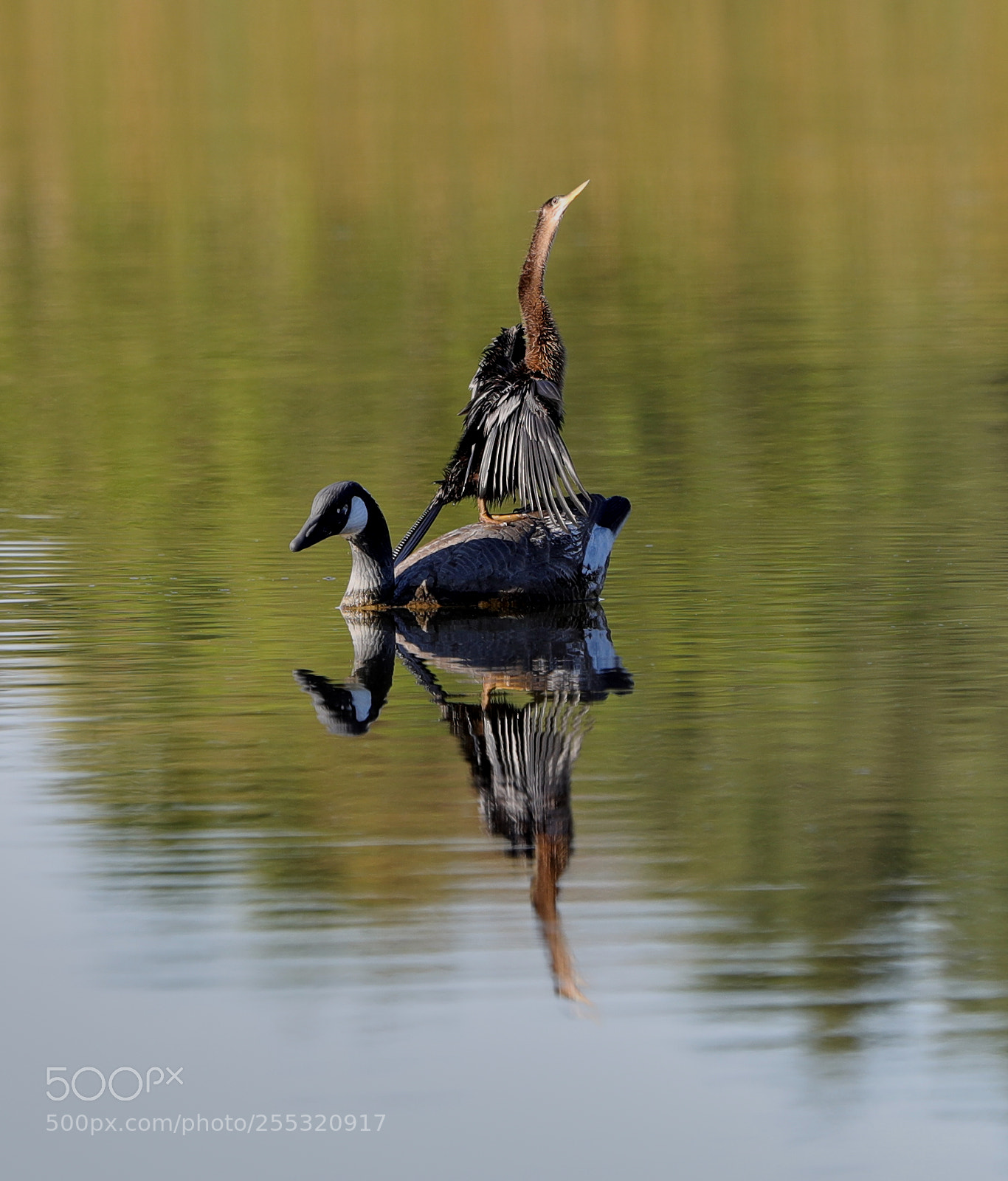 Canon EOS-1D X Mark II sample photo. 04-26-18-0014680.jpg photography