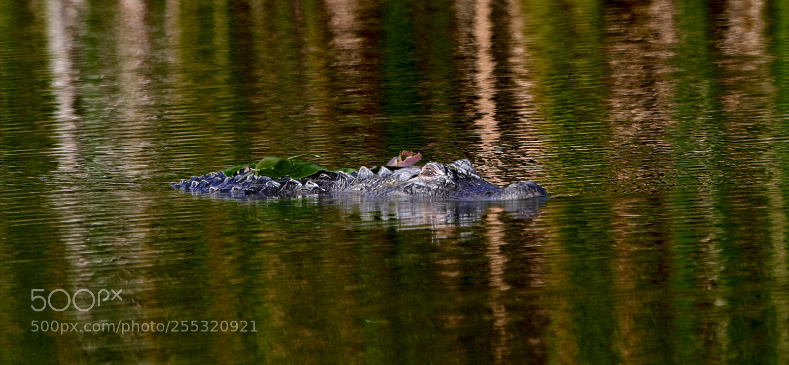 Canon EOS-1D X Mark II sample photo. 04-26-18-0014678.jpg photography