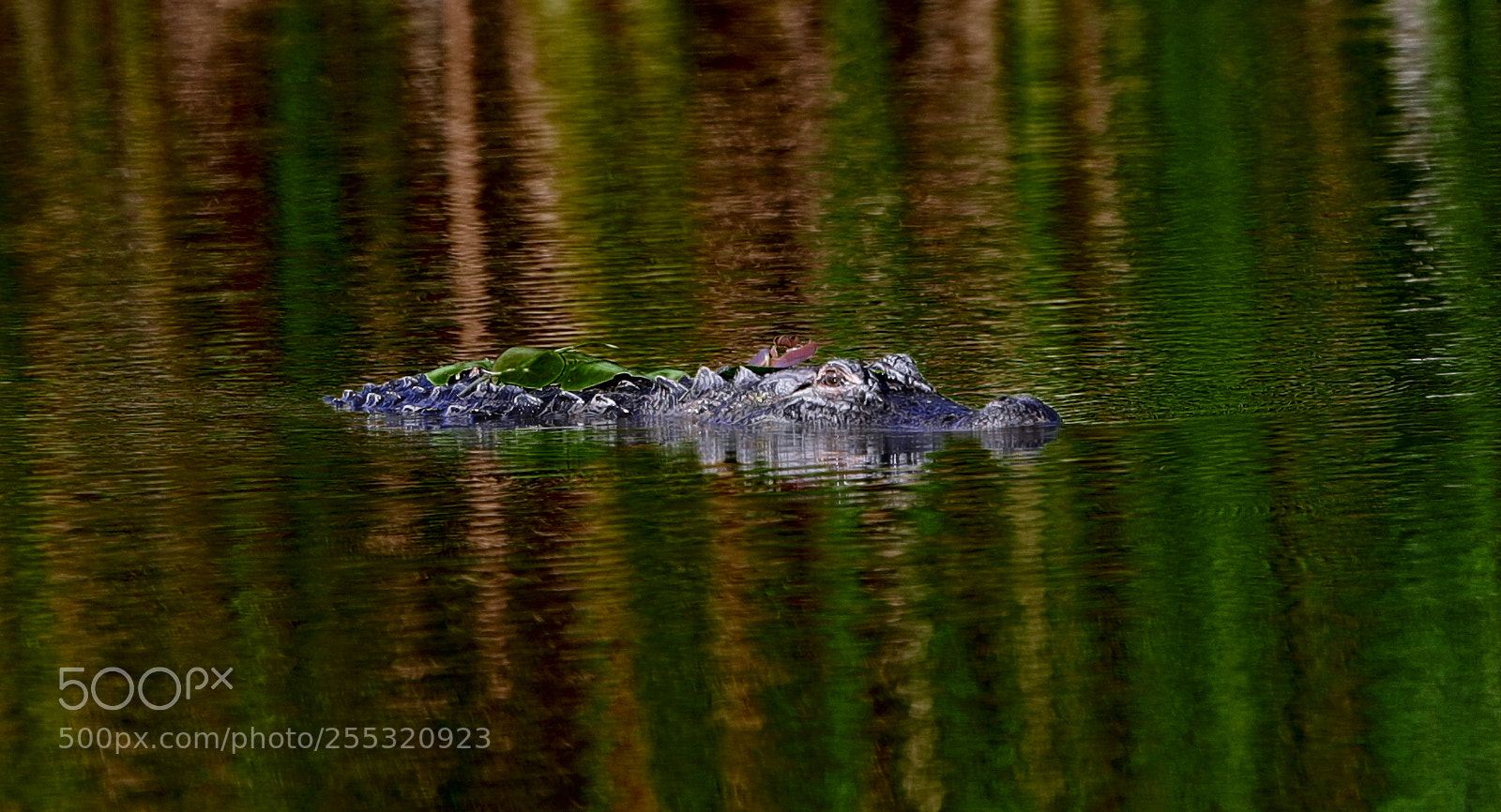 Canon EOS-1D X Mark II sample photo. 04-26-18-0014677.jpg photography