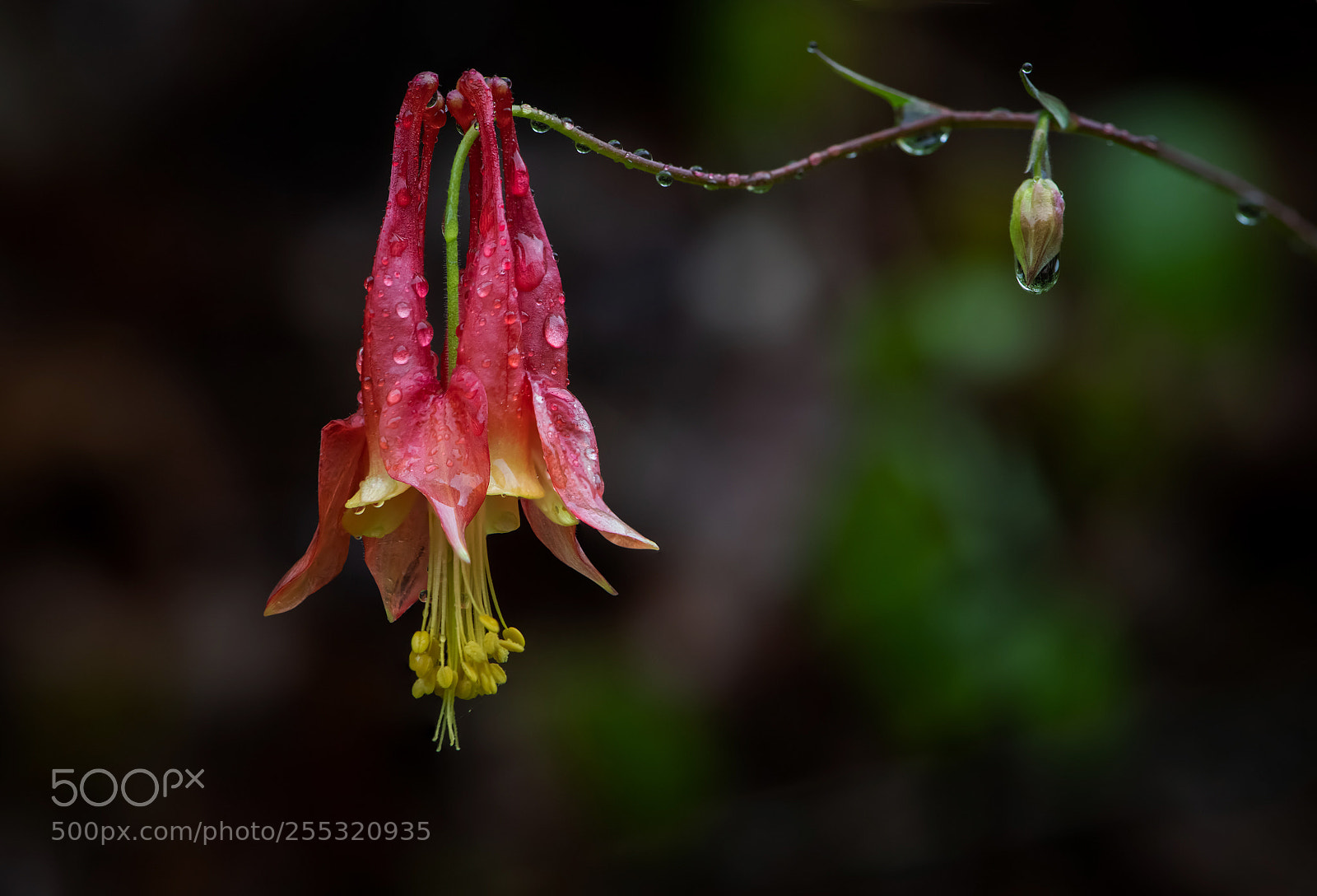 Nikon D850 sample photo. Columbine photography