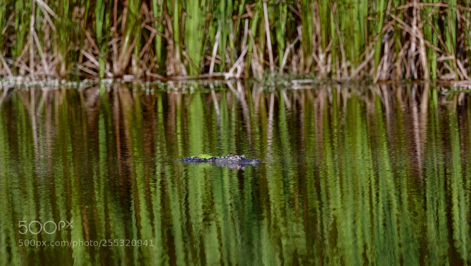Canon EOS-1D X Mark II sample photo. 04-26-18-0014676.jpg photography