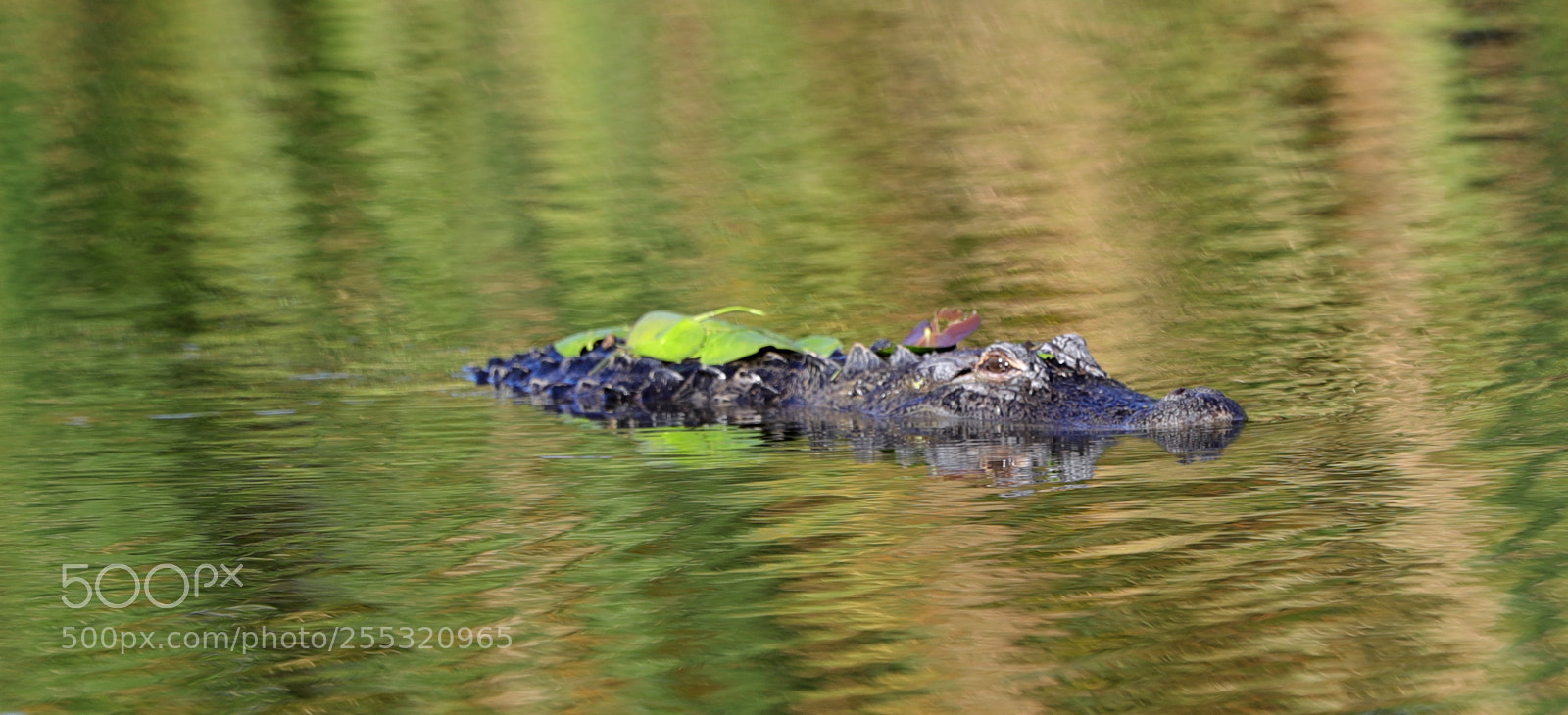 Canon EOS-1D X Mark II sample photo. 04-26-18-0014672.jpg photography