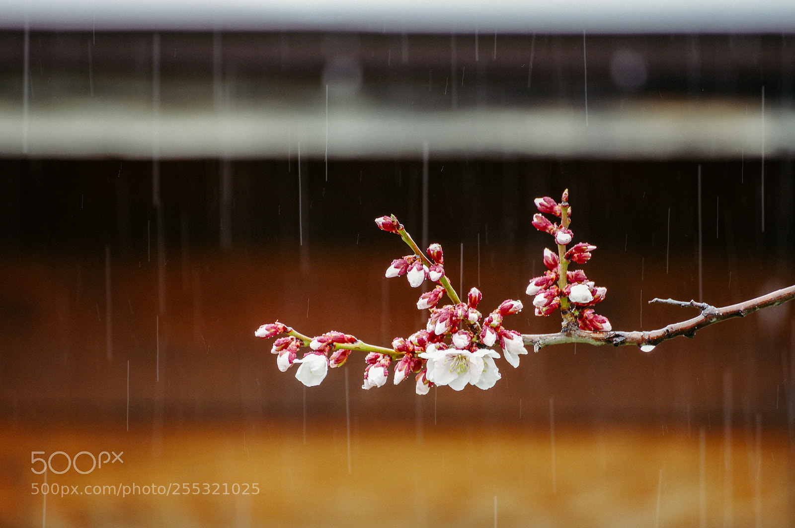 Pentax K-3 sample photo. Rain and plum photography