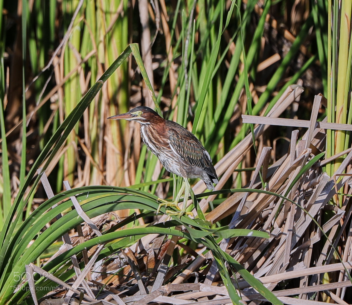 Canon EOS-1D X Mark II sample photo. 04-26-18-0014669 1.jpg photography