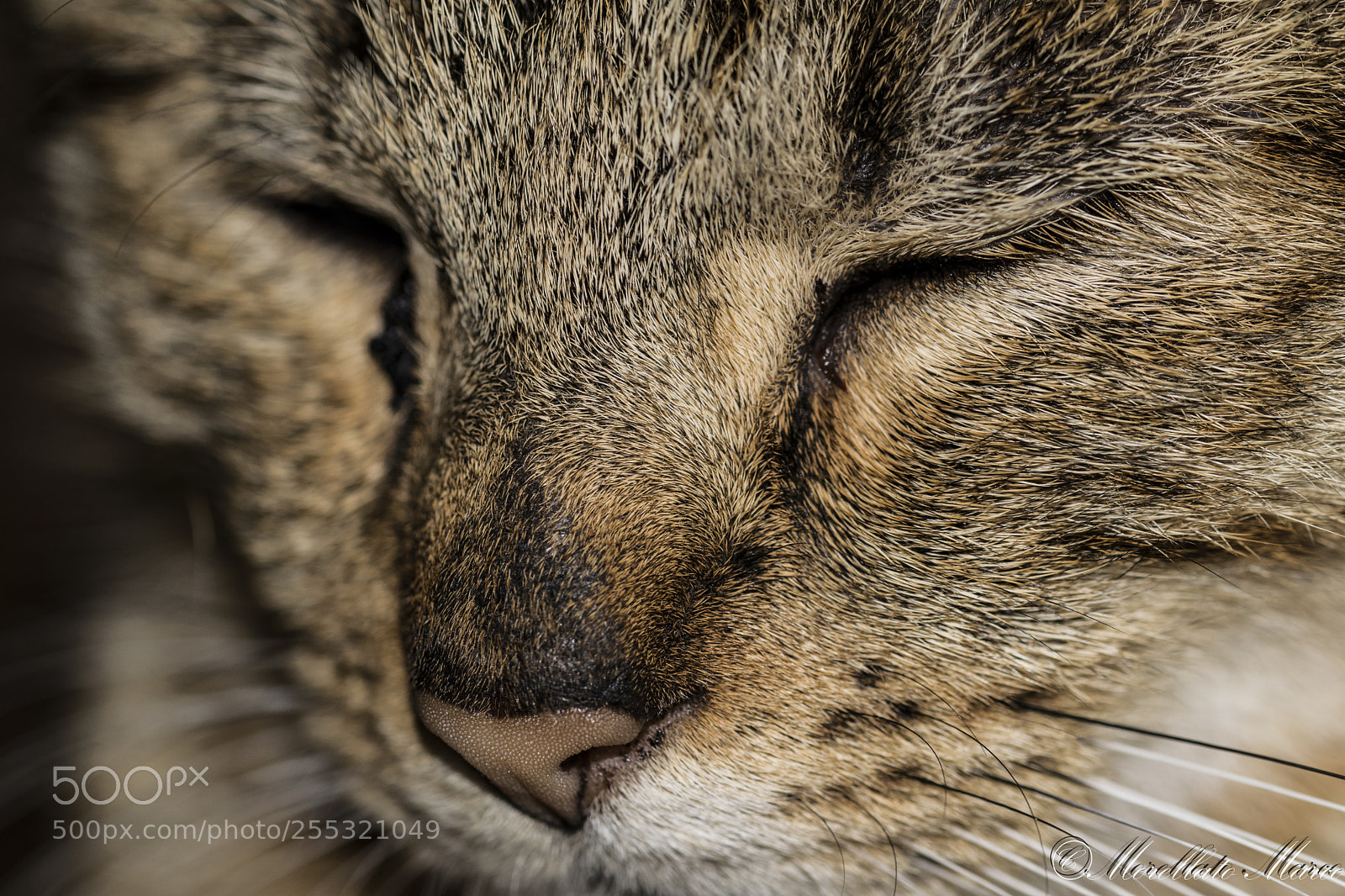 Nikon D3300 sample photo. Cat photography