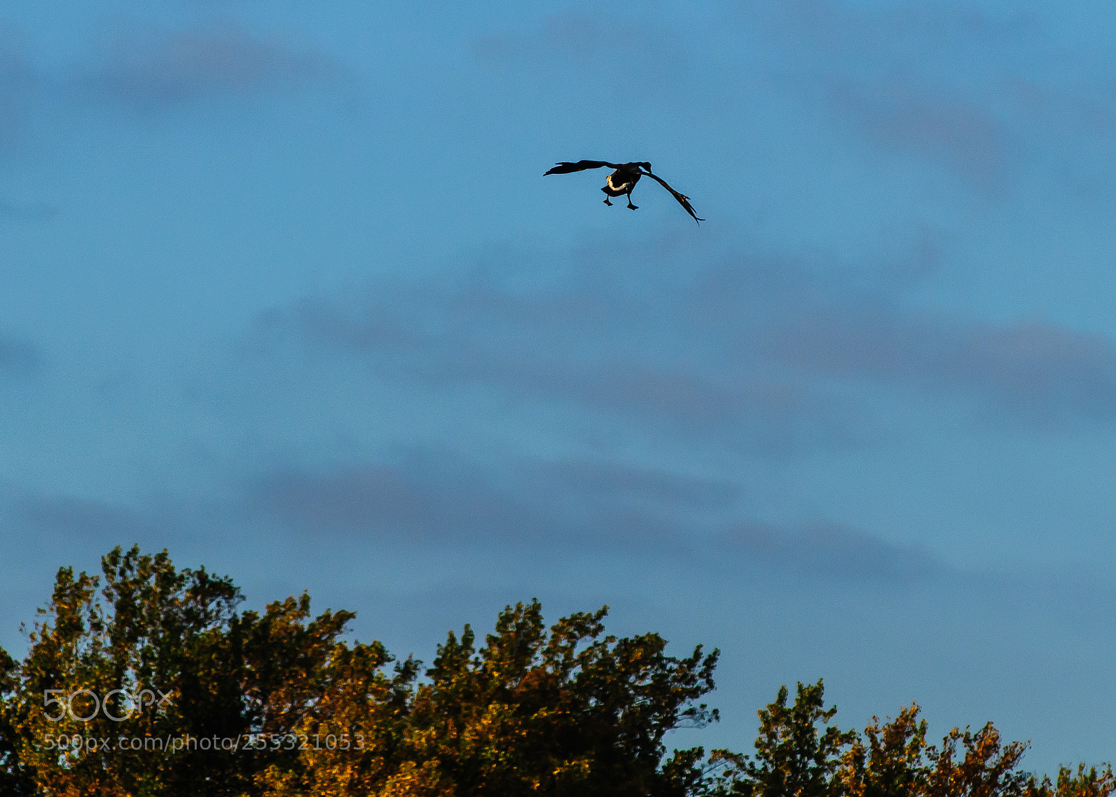 Nikon D300 sample photo. Ok i got flight photography