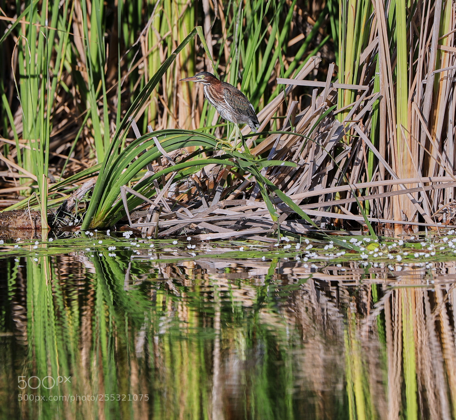 Canon EOS-1D X Mark II sample photo. 04-26-18-0014669.jpg photography