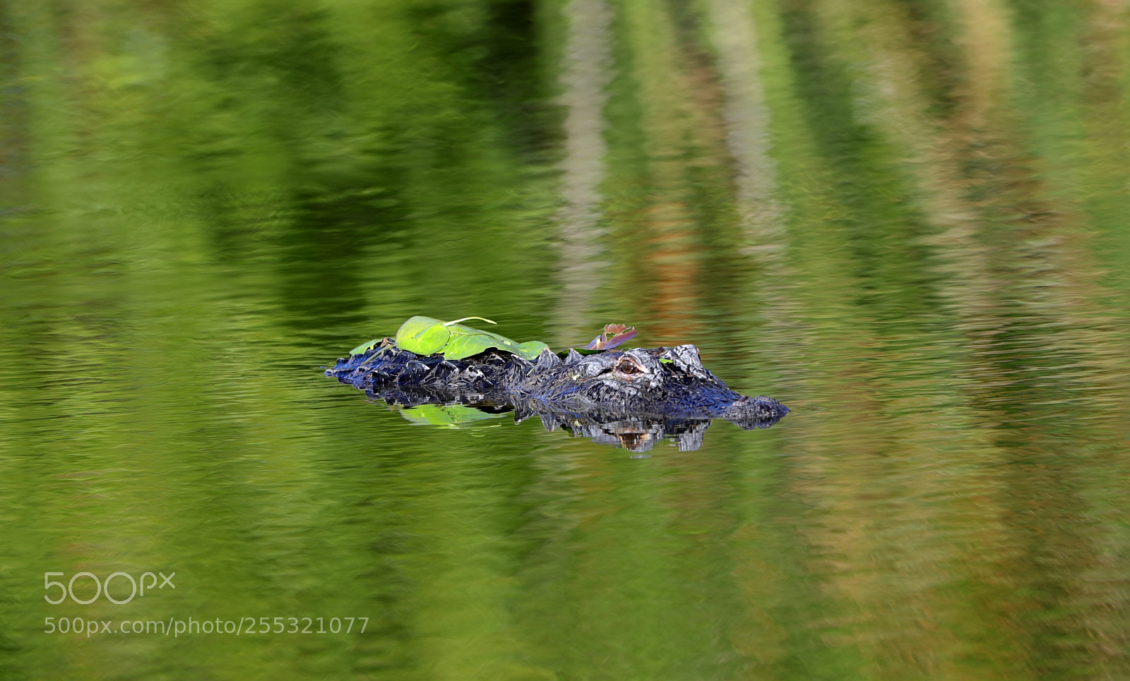 Canon EOS-1D X Mark II sample photo. 04-26-18-0014667.jpg photography