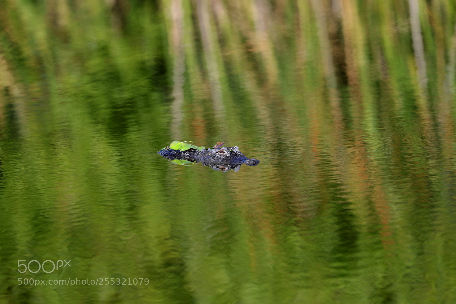Canon EOS-1D X Mark II sample photo. 04-26-18-0014666.jpg photography