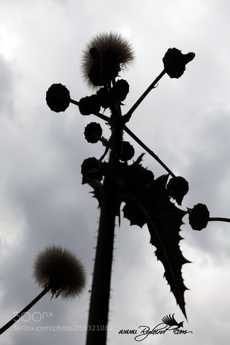 Fujifilm FinePix S1 sample photo. Plaple photography