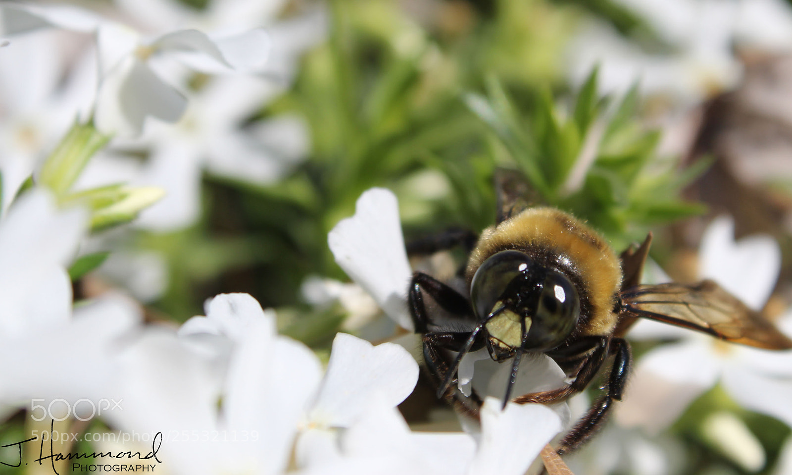 Canon EOS 1300D (EOS Rebel T6 / EOS Kiss X80) sample photo. First taste of spring photography