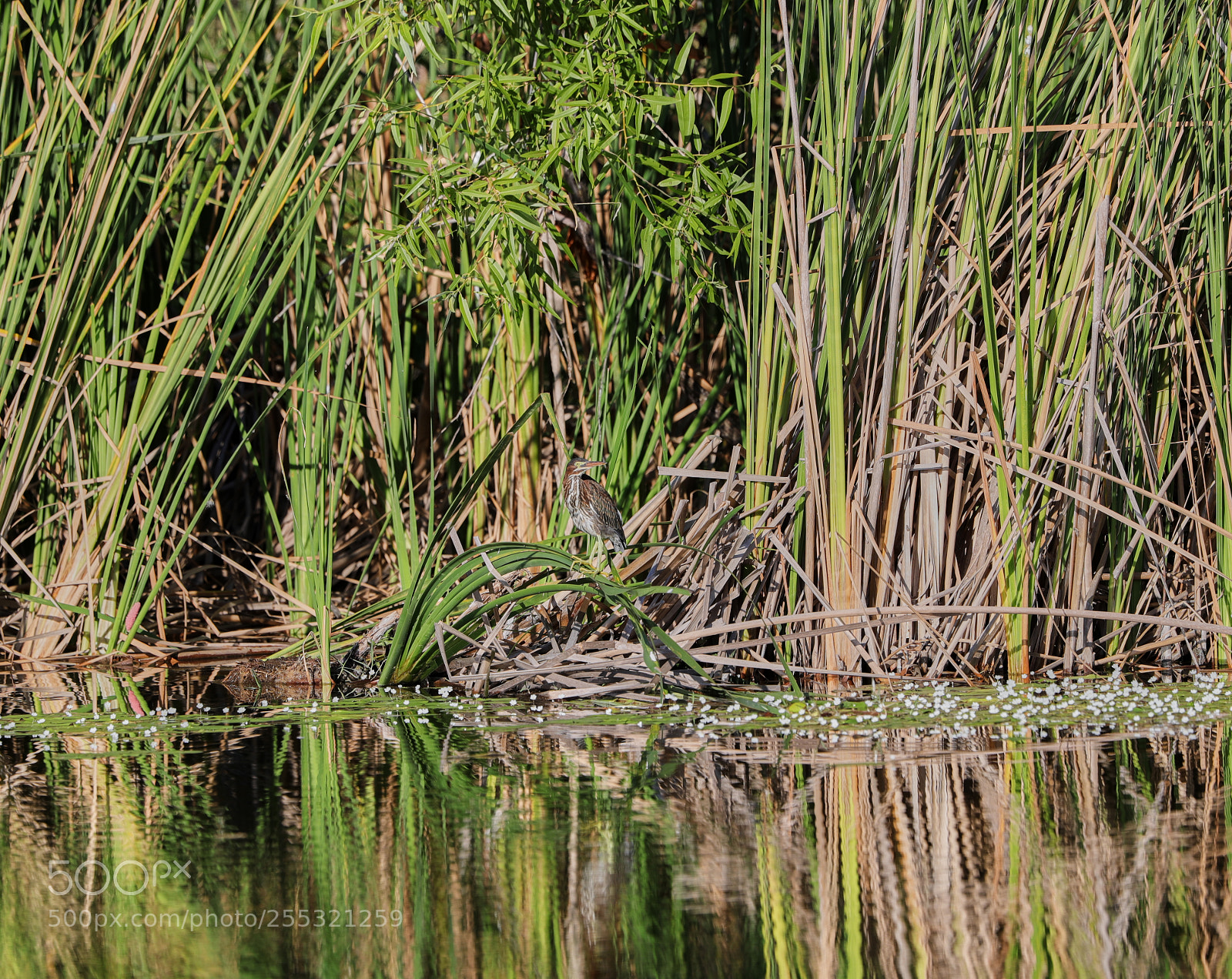 Canon EOS-1D X Mark II sample photo. 04-26-18-0014665 1.jpg photography