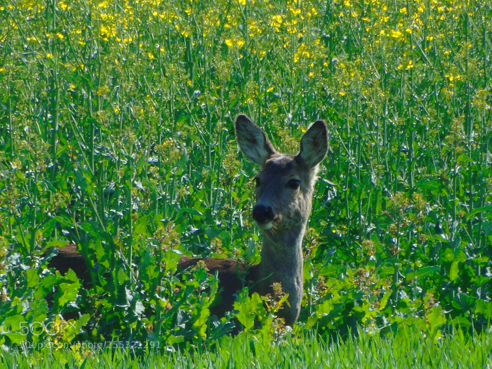 Sony Cyber-shot DSC-H400 sample photo. Quiet friends of nature photography