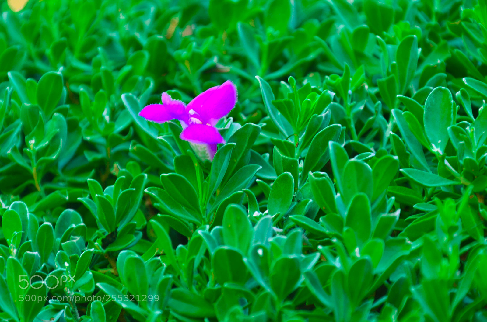 Nikon D7000 sample photo. Jst photography