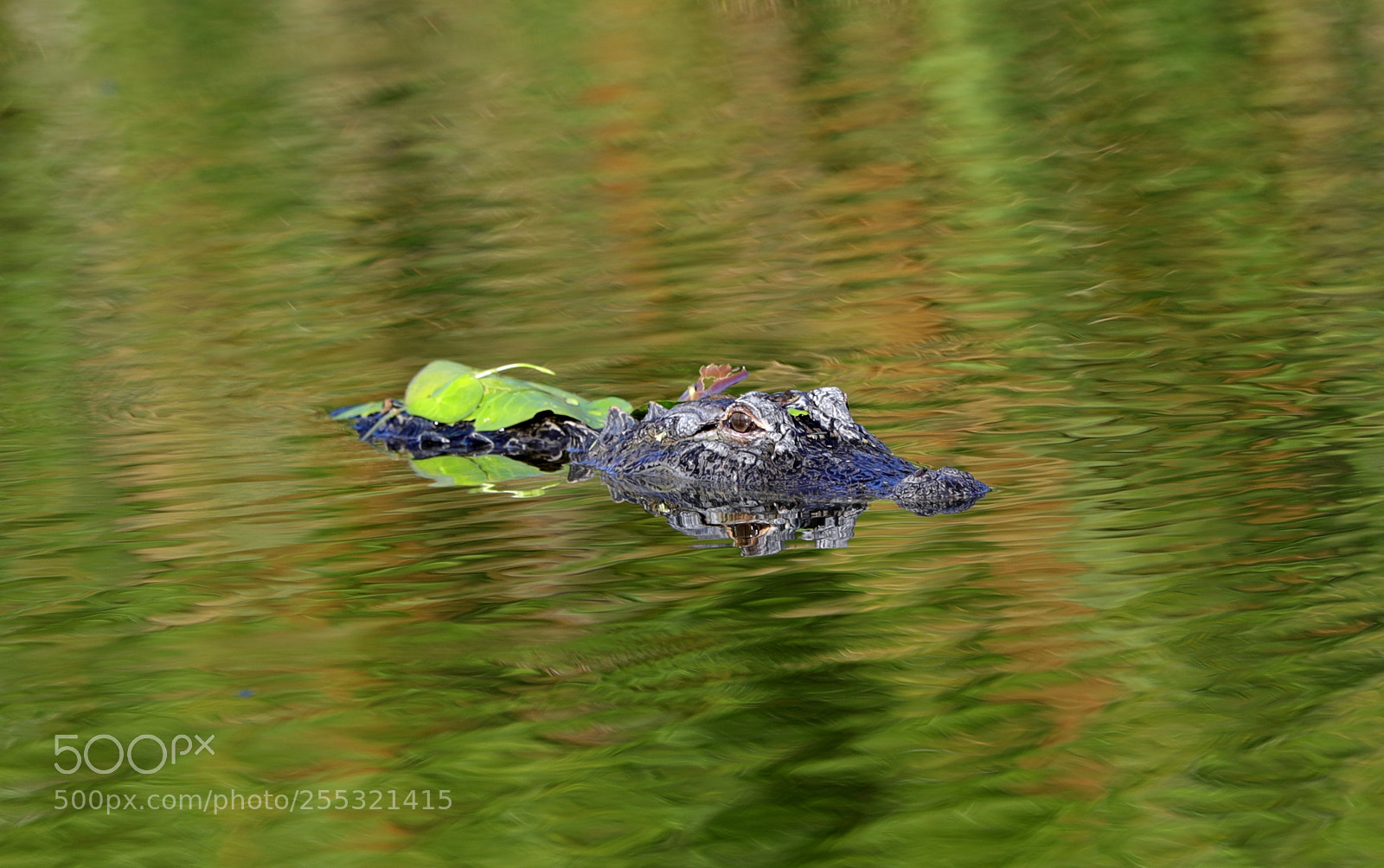Canon EOS-1D X Mark II sample photo. 04-26-18-0014660.jpg photography