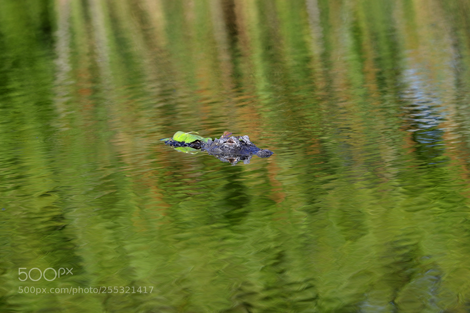 Canon EOS-1D X Mark II sample photo. 04-26-18-0014659.jpg photography