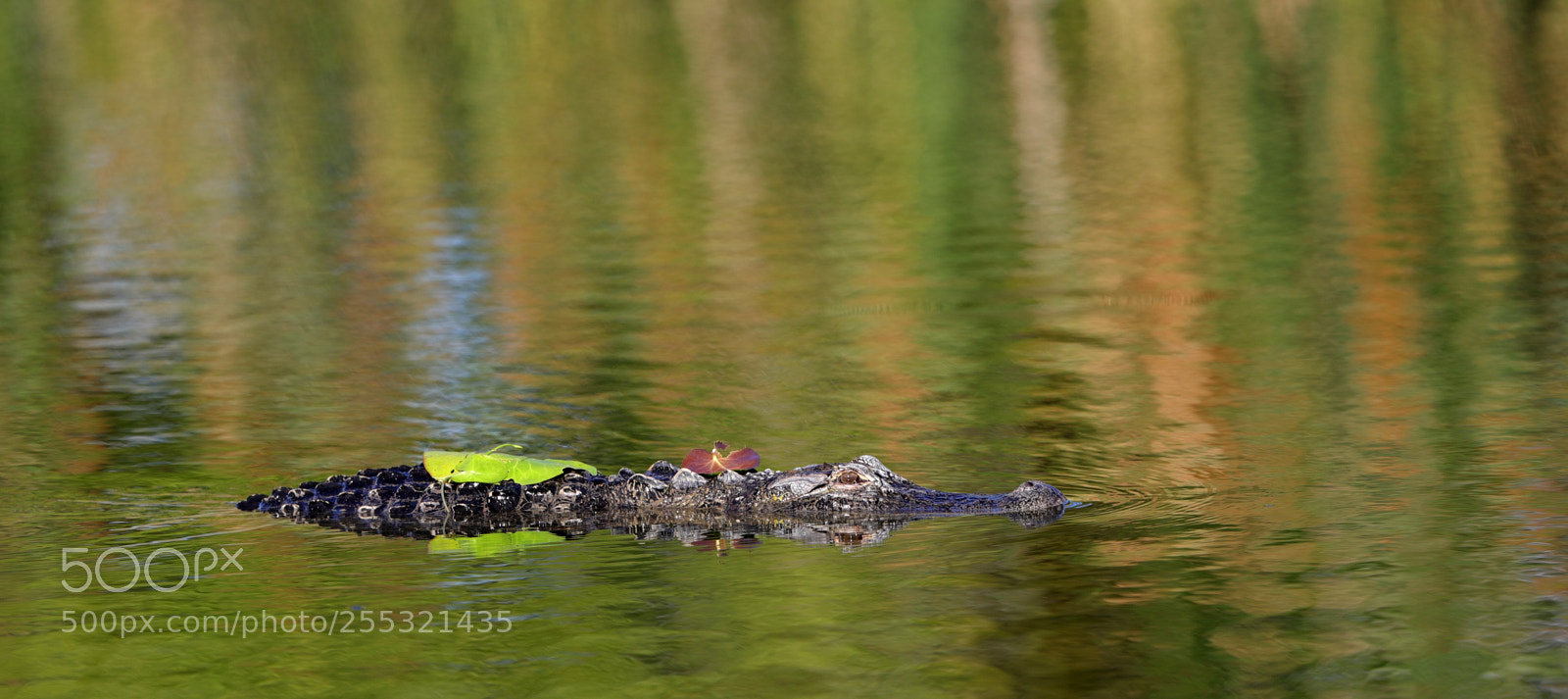 Canon EOS-1D X Mark II sample photo. 04-26-18-0014655.jpg photography