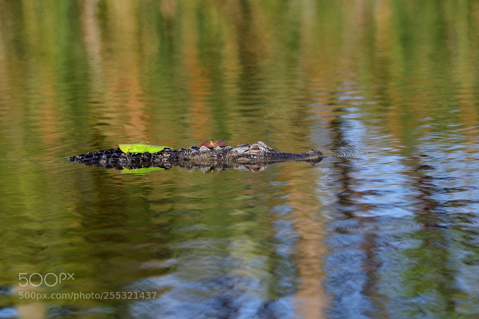 Canon EOS-1D X Mark II sample photo. 04-26-18-0014654.jpg photography