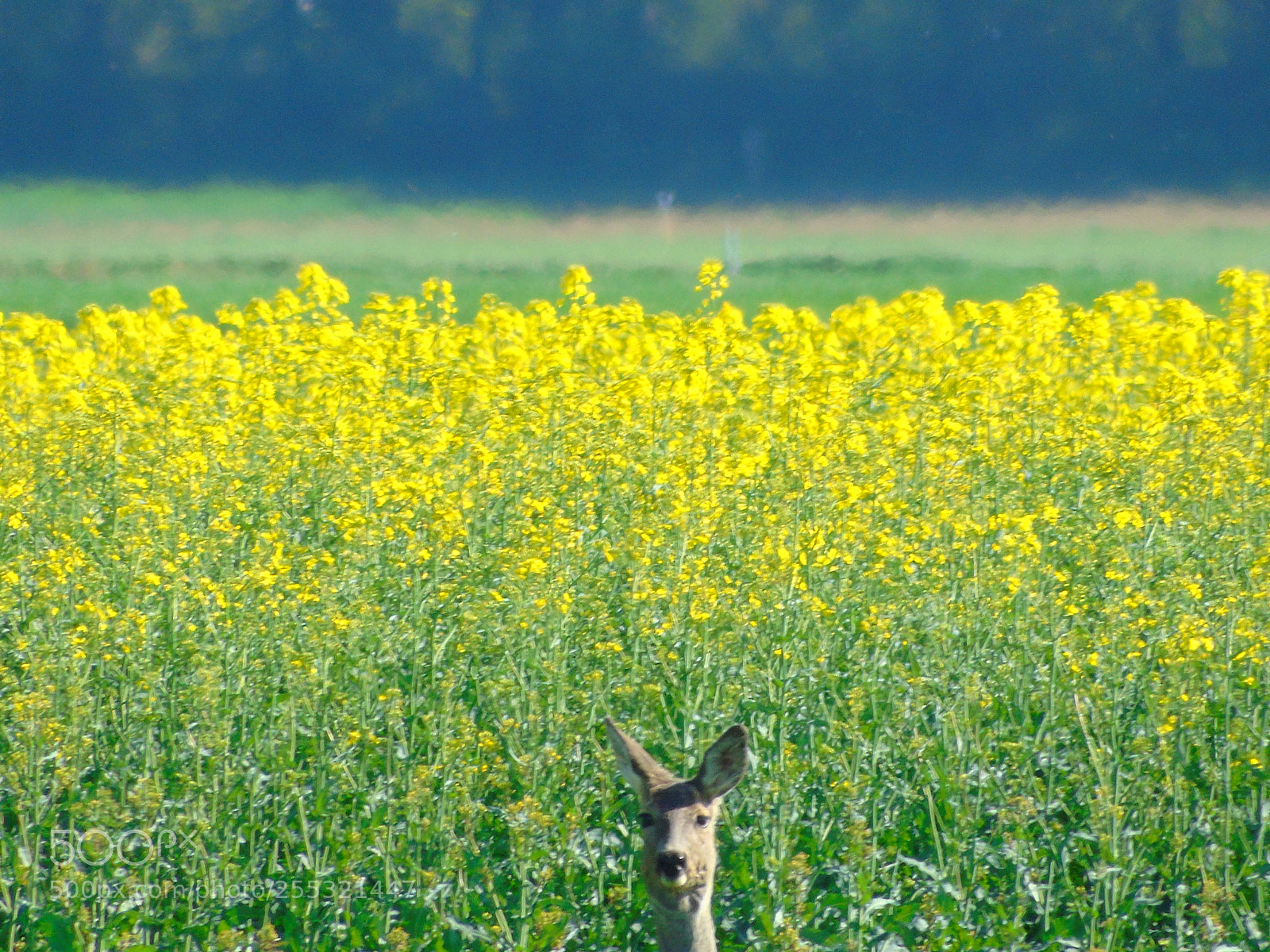 Sony Cyber-shot DSC-H400 sample photo. Untitled photography