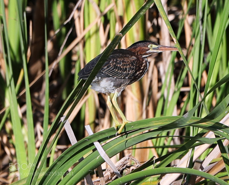 Canon EOS-1D X Mark II sample photo. 04-26-18-0014650.jpg photography