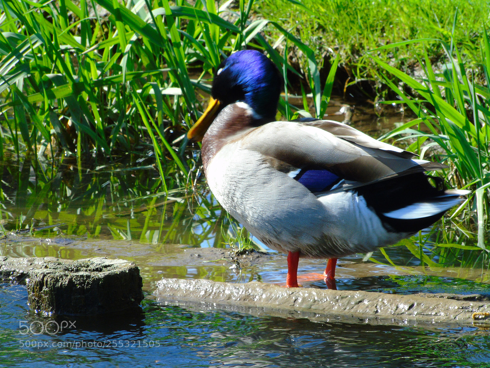 Sony Cyber-shot DSC-H400 sample photo. Quiet and beautiful friends photography