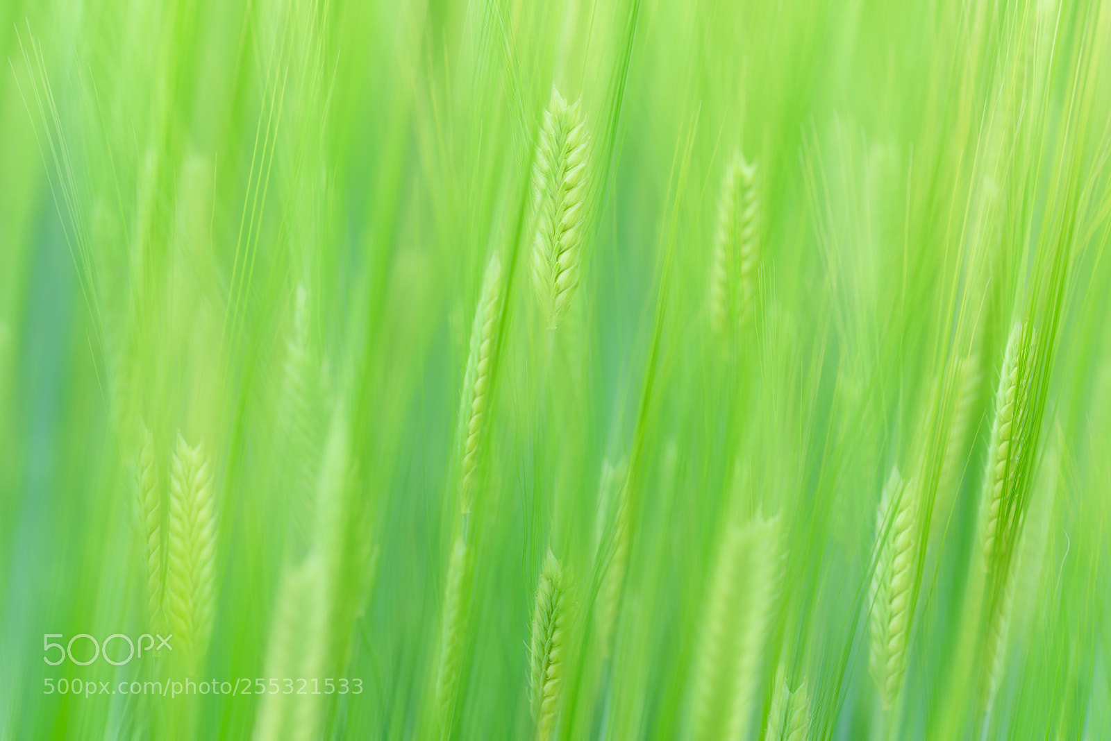 Nikon D810 sample photo. Spring green photography
