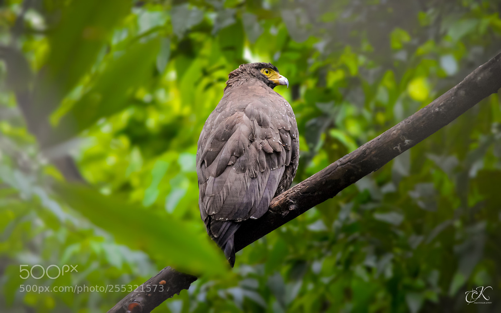 Nikon D3200 sample photo. Sea eagle photography