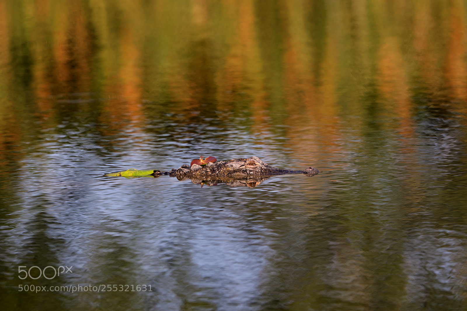Canon EOS-1D X Mark II sample photo. 04-26-18-0014648.jpg photography