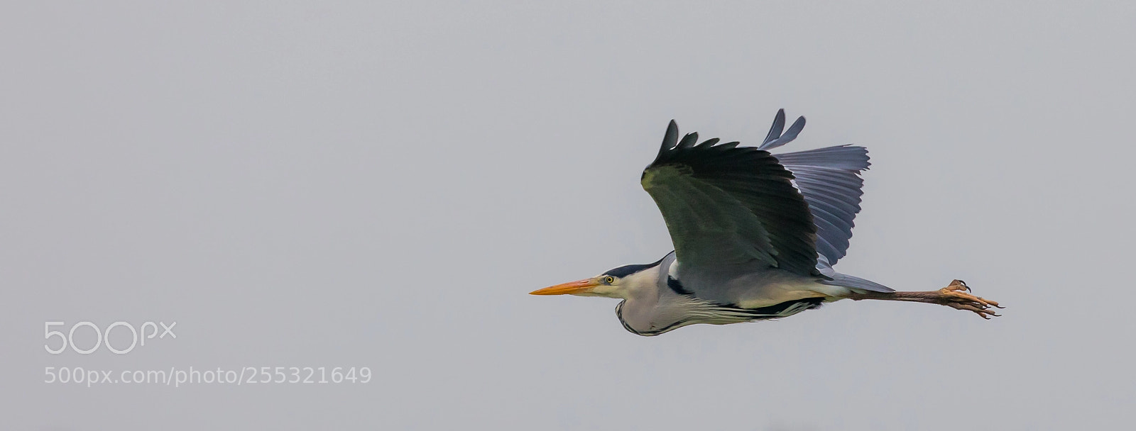 Canon EOS 5D Mark IV sample photo. Flying heron photography