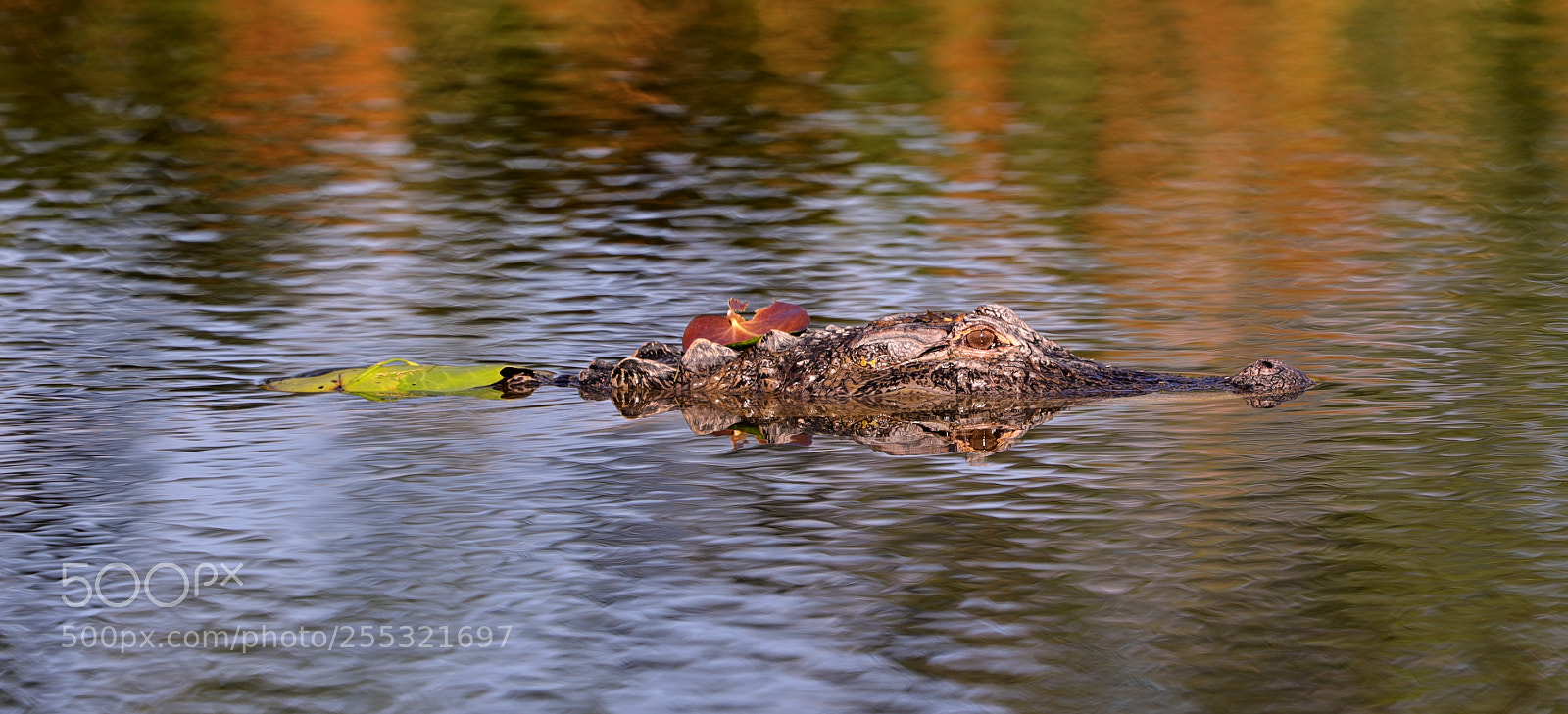 Canon EOS-1D X Mark II sample photo. 04-26-18-0014647.jpg photography