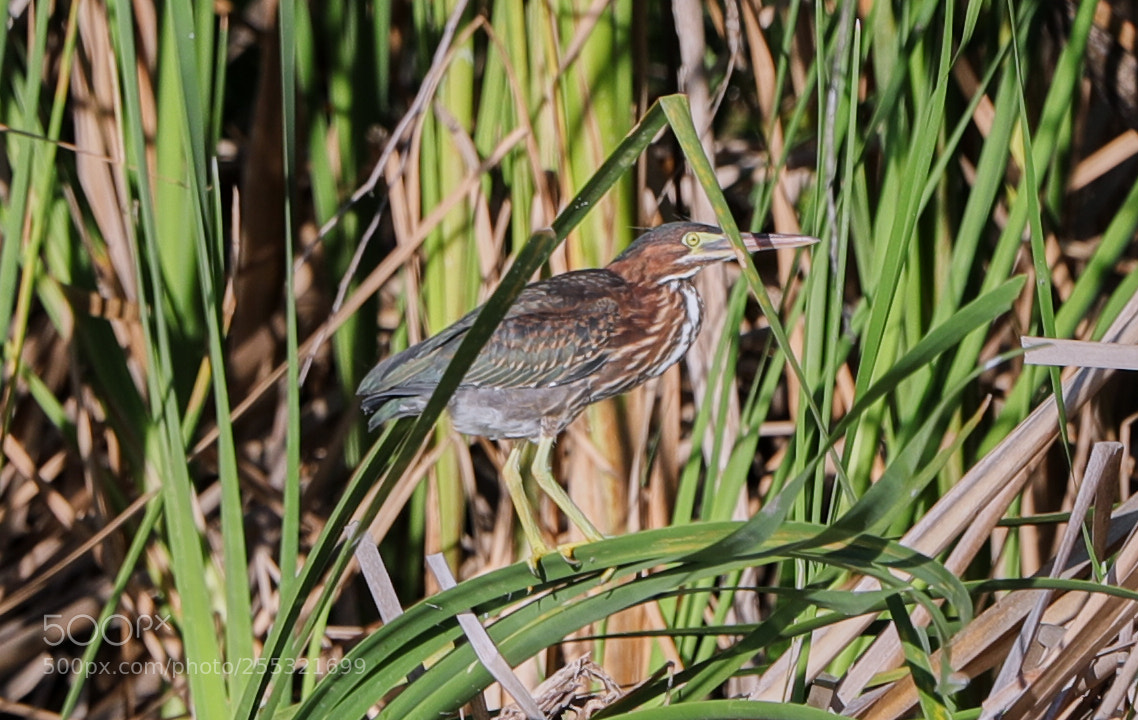 Canon EOS-1D X Mark II sample photo. 04-26-18-0014646.jpg photography