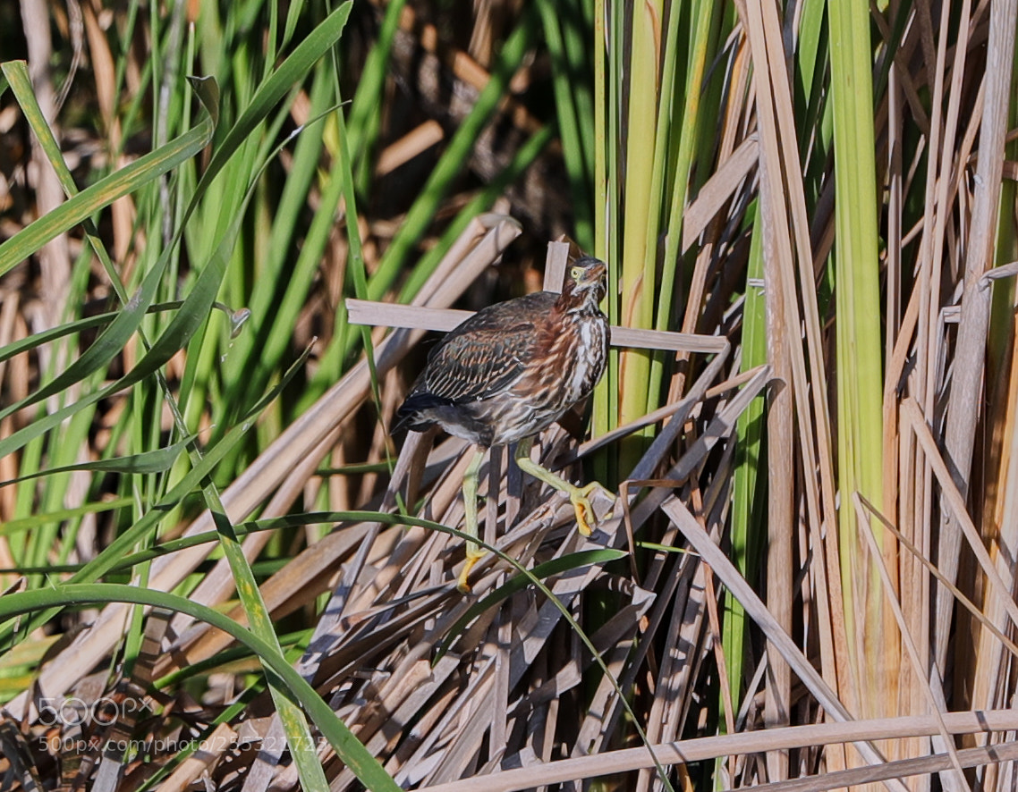 Canon EOS-1D X Mark II sample photo. 04-26-18-0014644.jpg photography