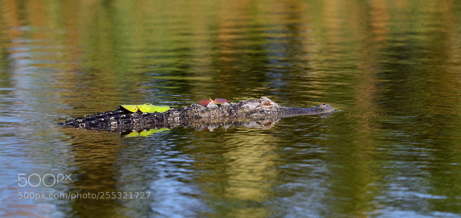 Canon EOS-1D X Mark II sample photo. 04-26-18-0014642.jpg photography