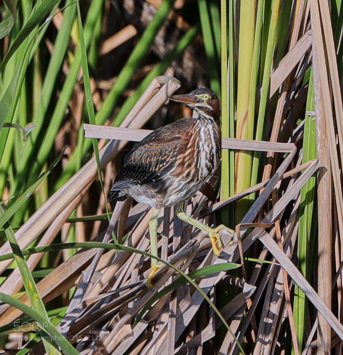 Canon EOS-1D X Mark II sample photo. 04-26-18-0014643.jpg photography