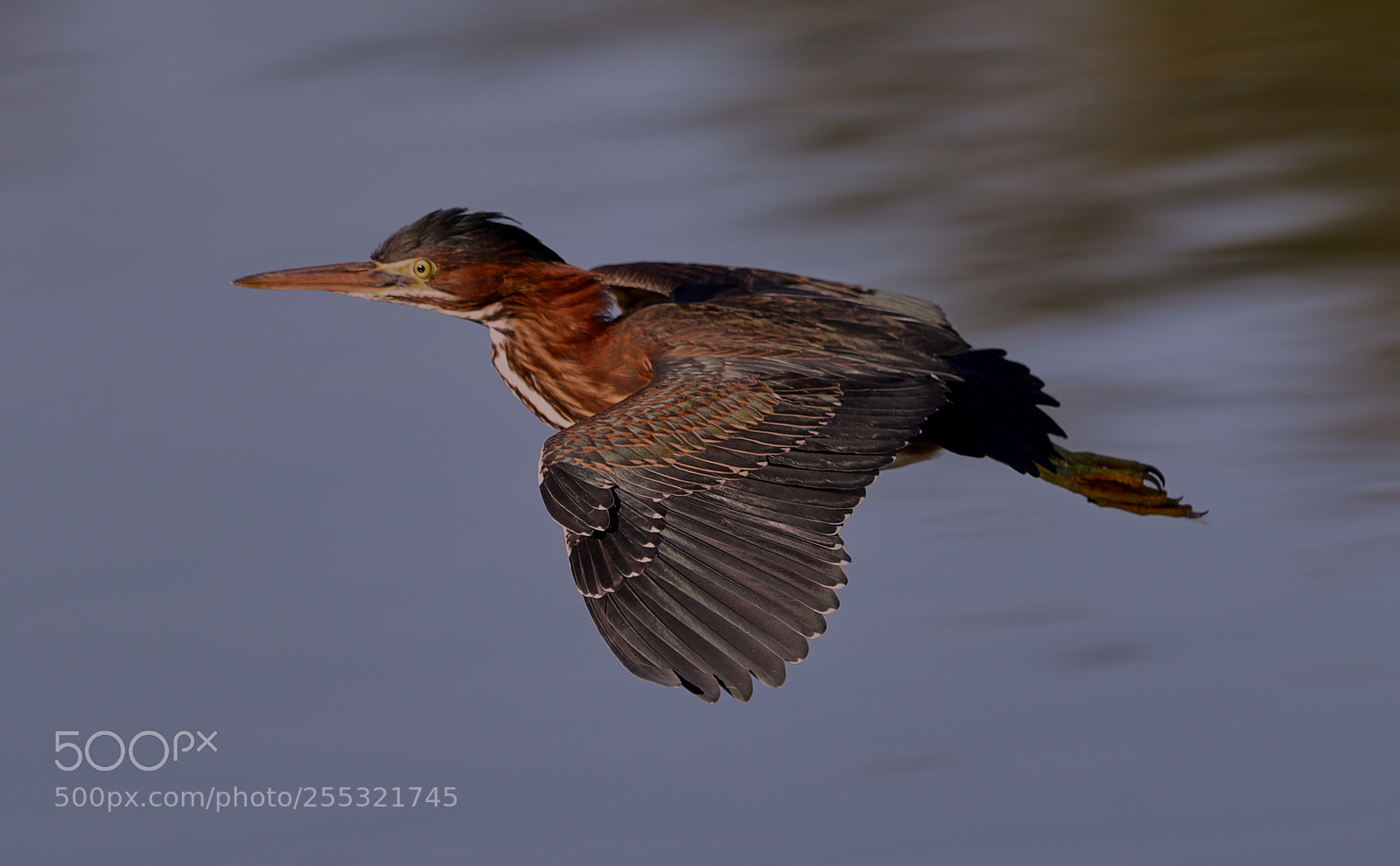 Canon EOS-1D X Mark II sample photo. 04-26-18-0014637.jpg photography